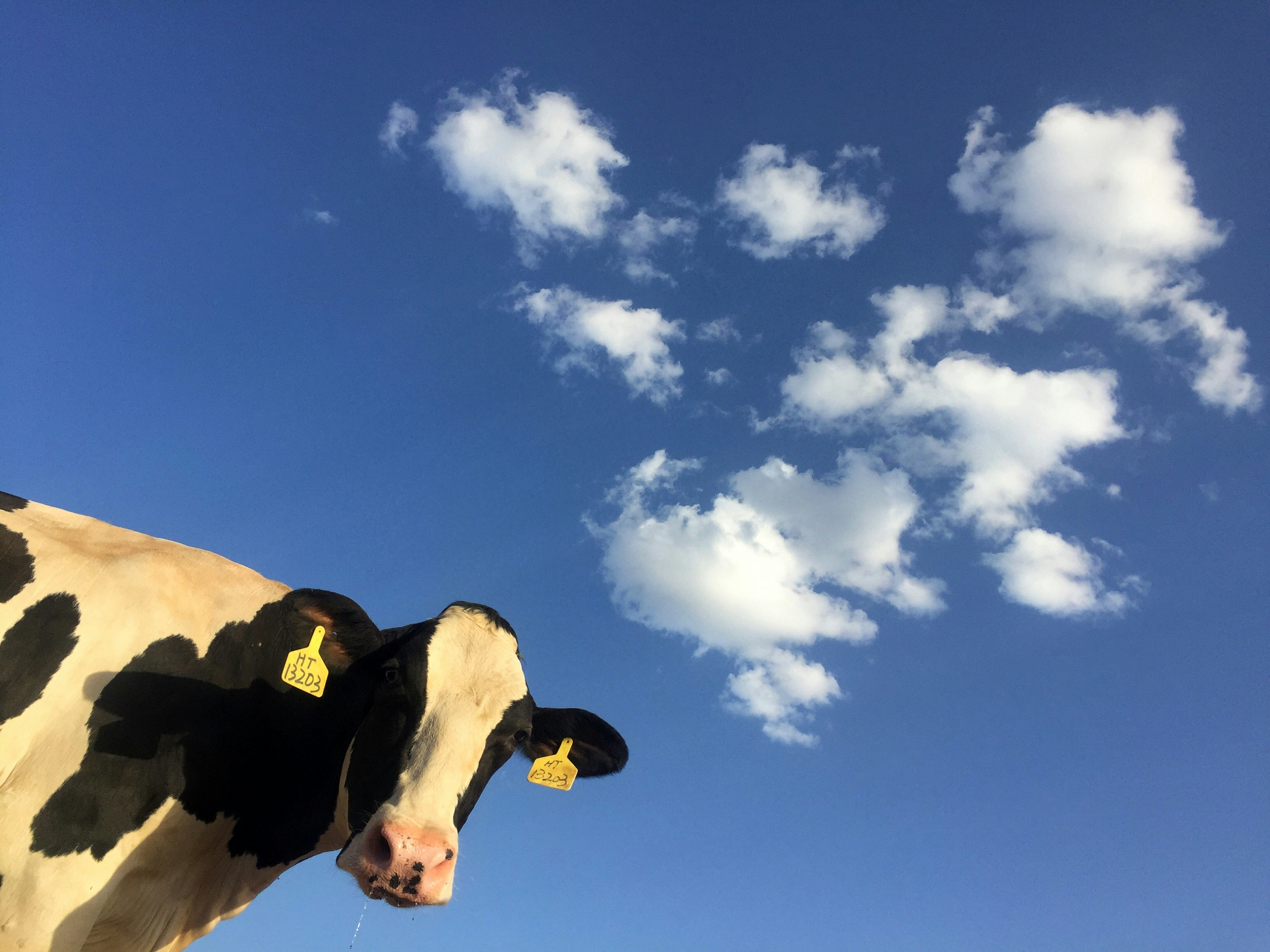 Fotografija jedine krave u kompaniji mlijeko.me koja odmara na pašnjaku i ne odgovara na e-mailove